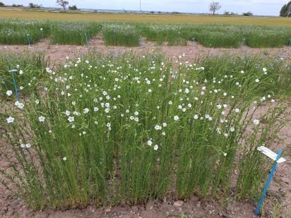 Click for 1 image(s) for this accession.